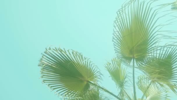 Palm Leaves Sway Slowly Backdrop Turquoise Sky — Stockvideo