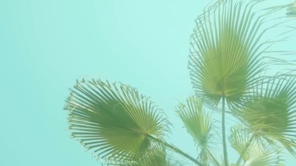 Palm Leaves Sway Slowly Backdrop Turquoise Sky — Video