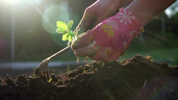 菜園の地面にイチゴの苗を植えることの終わり — ストック動画