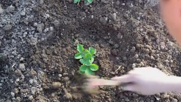 用锄头加工草莓床 用菜园菜刀铺草莓床 照料花园的浆果作物 — 图库视频影像