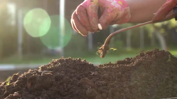 Farmer Planting Legume Grains Soil Side View — Stock Video