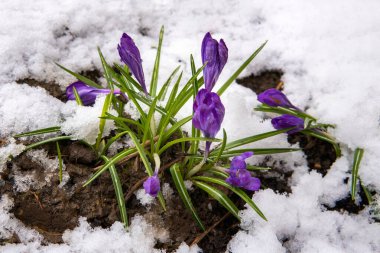 İlk mor çiçekler kar pınarından çıkar.