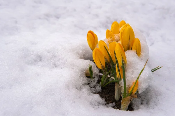 Las Primeras Flores Amarillas Crecen Primavera Nieve — Foto de Stock