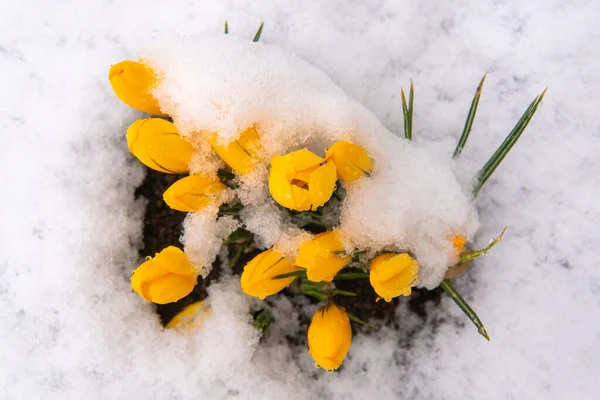 Första Gula Blommorna Växer Snön Våren — Stockfoto