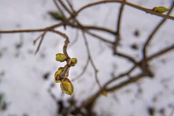 Ветка Маленькими Листьями Снегу Весной Аномальная Погода — стоковое фото