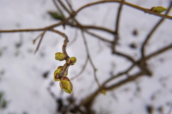 Ramo Com Pequenas Folhas Neve Primavera Tempo Anormal — Fotografia de Stock