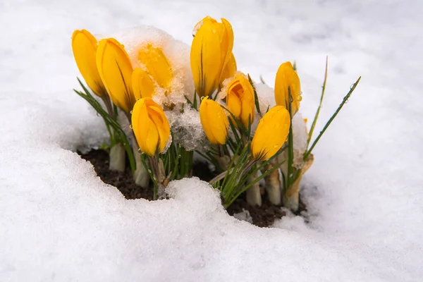 First Yellow Flowers Grow Out Snow Spring Stock Picture