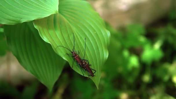 昆虫のマクロショット 昆虫の甲虫と選択的フォーカスのペア 昆虫甲虫の繁殖 — ストック動画