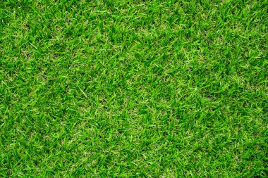 Green grass background vignette or the green nature wall texture Ideal for use in the design fairly.