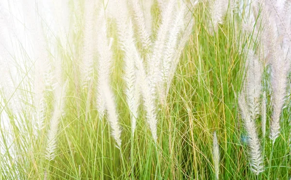 soft focus of grass flower with sunligh