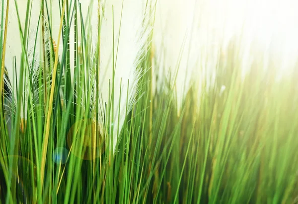 grass flower - soft focus grass flower with sunligh.