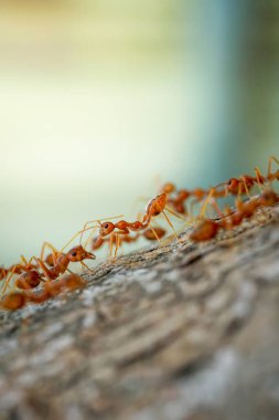 Karıncaların davranışları Ağaçlarda yürüyen kırmızı karıncalar, Bahçede doğa geçmişi olan karınca yaşamı.