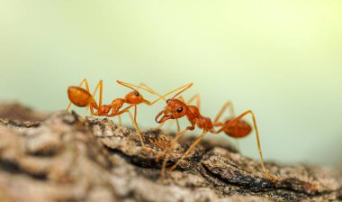 Karıncaların davranışları Ağaçlarda yürüyen kırmızı karıncalar, Bahçede doğa geçmişi olan karınca yaşamı.