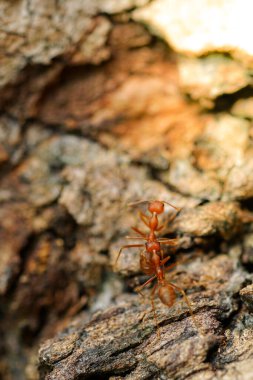 Karıncaların davranışları Ağaçlarda yürüyen kırmızı karıncalar, Bahçede doğa geçmişi olan karınca yaşamı.