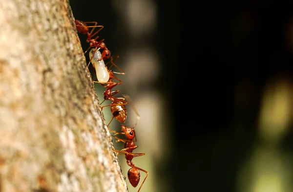 Makro Yakın Çekim Karınca Ekip Çalışması Yiyecek Taşımaya Yardımcı Oluyor — Stok fotoğraf