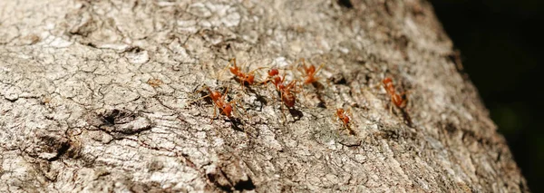 蚂蚁的行为红蚂蚁在树上行走 — 图库照片