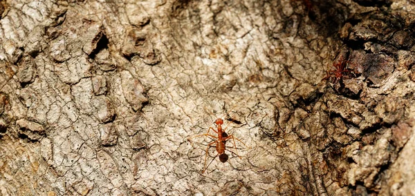 Ameisenverhalten Rote Ameisen Laufen Auf Bäumen Ameisenleben Garten Mit Naturhintergrund — Stockfoto