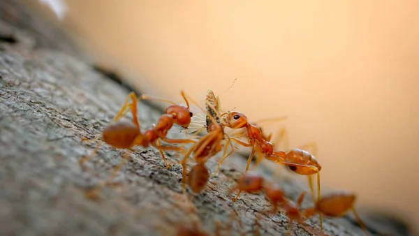 Comportamiento Las Hormigas Hormigas Rojas Caminando Sobre Árboles Vida Las — Foto de Stock