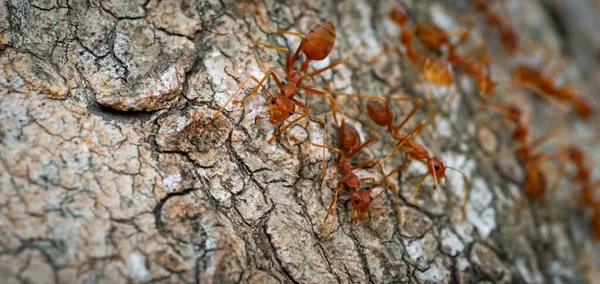 Semut Berperilaku Semut Merah Berjalan Pohon Semut Hidup Taman Dengan — Stok Foto