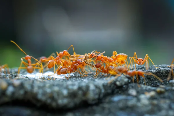 アリは食べ物を運ぶのに役立ちます コンセプトチームは一緒に動作します 赤アリのチームワーク アリの団結 — ストック写真