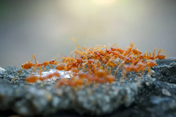 Formigas Ajudam Transportar Alimentos Equipe Conceito Trabalhar Juntos Formigas Vermelhas — Fotografia de Stock