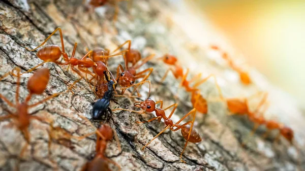 Ants Help Carry Food Concept Team Work Together Red Ants — Stock Photo, Image