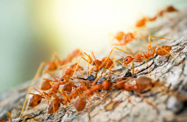 Ants Help Carry Food Concept Team Work Together Red Ants — Stock Photo, Image