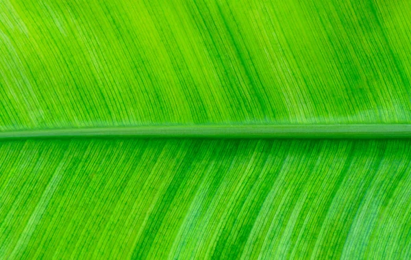 Close Bananenblatt Textur Mit Schönem Muster — Stockfoto