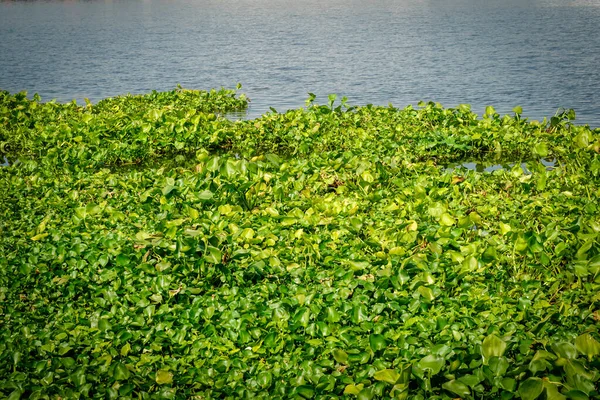 泰国Chao Phraya河的Water Hyacinth — 图库照片