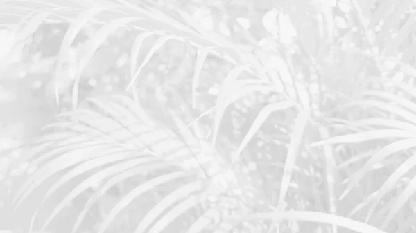 Palmiye Yapraklarının Soyut Bulanık Arkaplanı — Stok fotoğraf