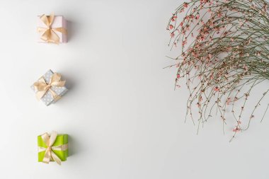 Düz yatıyordu, üst manzara, beyaz arka plan, küçük hediye kutuları ve 8 Mart için pembe çiçekli kurumuş bir çalılık, bahar havası.