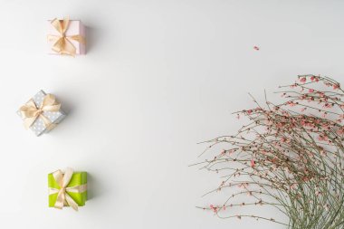 Düz yatıyordu, üst manzara, beyaz arka plan, küçük hediye kutuları ve 8 Mart için pembe çiçekli kurumuş bir çalılık, bahar havası.