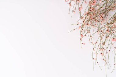 Duvar kağıdı, güzel dekoratif pembe çiçekler beyaz arka planda, bir yazı için bir yer..