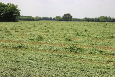 Taze yonca tarlası. Alfalfa 'yı kurutulmaya ve balyalanmaya hazırla. Yazın tarım arazisi 