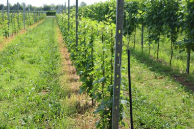 Kuzey İtalya 'daki üzüm bağında yetişen genç asma bitkileri. # Yazın bağda güneşli bir günde #