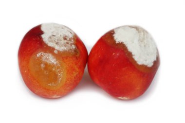 Beyaz arka planda izole edilmiş iki çürük şeftali meyvesi