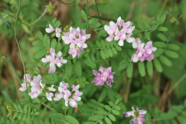 Korigera ya da Coronilla varia çayırda beyaz ve pembe çiçekler. Yazın mor taç giyilir.