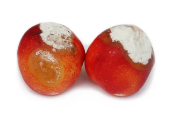 Duas Frutas Pêssego Podre Mofo Isolado Fundo Branco — Fotografia de Stock