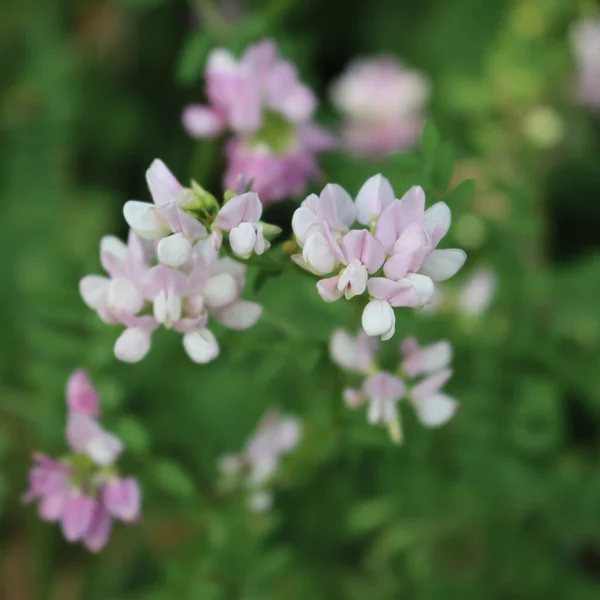 Securigera Coronilla Varia White Pink Flowersin Meadow Purple Crown Vetch — Stock Photo, Image