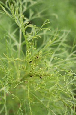 Birçok karınca bahçedeki Kozmos Bipinnatus yeşil bitkisinin yeşil yaprak bitkilerini yiyor. Bir Kozmos 'a yaprak biti istilası