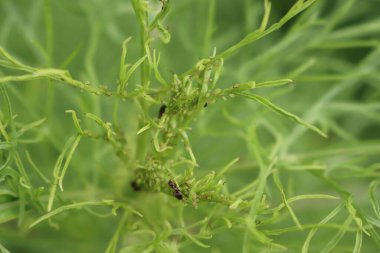 Birçok karınca bahçedeki Kozmos Bipinnatus yeşil bitkisinin yeşil yaprak bitkilerini yiyor. Bir Kozmos 'a yaprak biti istilası