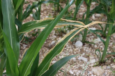Damaged Corn green corn leaves with dry spots. Zea Mays cultivation  on springtime clipart