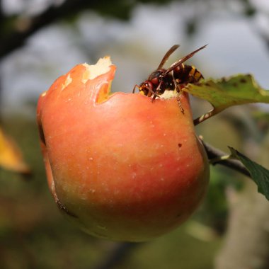 Güneşli bir günde meyve bahçesindeki dalda kırmızı elma yiyen eşek arısının yakın çekimi. Vespa yengeç böceği