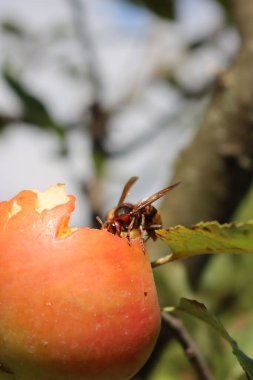 Güneşli bir günde meyve bahçesindeki dalda kırmızı elma yiyen eşek arısının yakın çekimi. Vespa yengeç böceği
