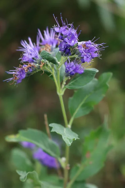 Close Caryopteris Clandonensis Purple Flowers Plant Garden Blue Beard Bloom — Stock Photo, Image