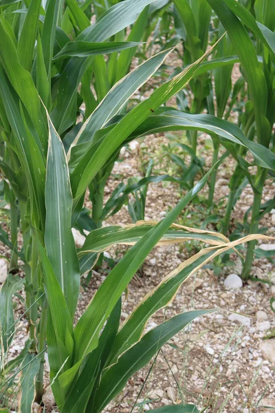 Beschädigte Maisgrüne Maisblätter Mit Trockenen Flecken Zea Mays Anbau Frühling — Stockfoto