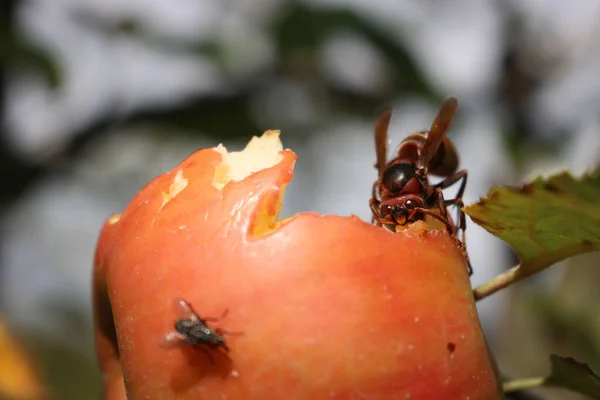 Gros Plan Guêpe Frelon Mangeant Une Pomme Rouge Sur Une — Photo