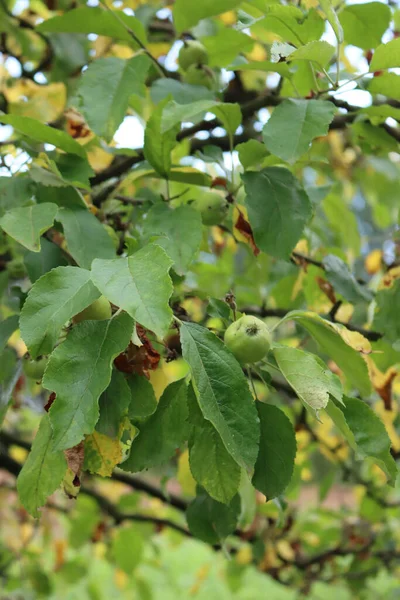 リンゴの木の緑と黄色の葉は茶色の乾燥した場所で果樹園の干ばつによって損傷を受けます マルス ドメスティカ — ストック写真