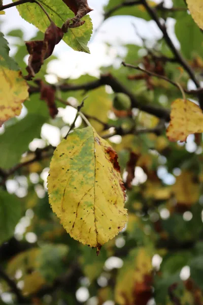 Apple Tree Green Yellow Leaves Brown Dry Spots Damaged Drought — Stock Photo, Image