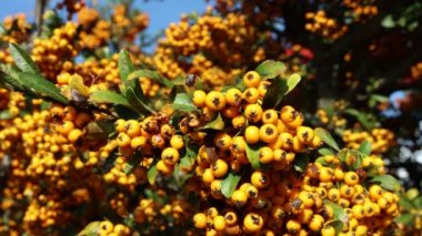 Pyracantha 'nın ya da Firethorn çalılarının, sonbahar mevsiminde bahçedeki dallarda sarı böğürtlenlerle yakın çekimi.